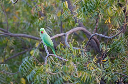 Collared Parakeet (Psittacula krameri), Luni, Rajasthan, India