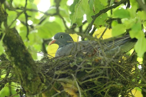Wood pigeon (Columba palumbus) in a nest in an apple tree, Allgäu, Bavaria, Germany, Allgäu,