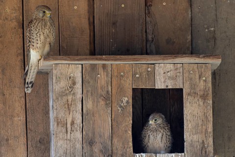 Kestrel (Falco tinnunculus) female and young bird at the incubator, village in Münsterland, North