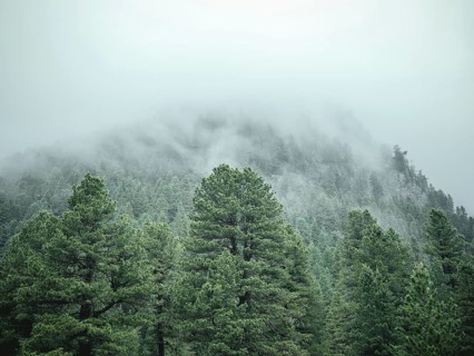 Forest in the morning mist, Krimmler Tauern, Pinzgau, Salzburg, Austria