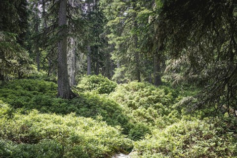 Fern ground (Polypodiopsida), Rauris primeval forest, Kolm Saigurn, Pinzgau, Salzburg, Austria