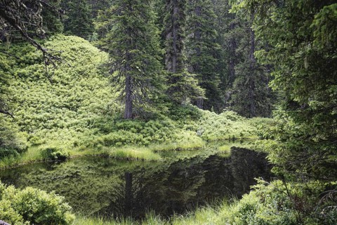 Blackwater pond, Rauris primeval forest, Kolm Saigurn, Pinzgau, Salzburg, Austria