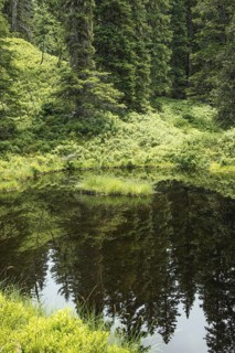 Blackwater pond, Rauris primeval forest, Kolm Saigurn, Pinzgau, Salzburg, Austria
