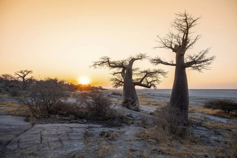 Sunset, African baobab or baobab tree (Adansonia digitata), Dry landscape, Kubu Island (Lekubu),