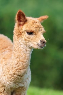 A newly born white alpaca (Vicugna pacos) stands in a green meadow on a sunny day. A green forest