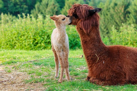 A freshly born white alpaca (Vicugna pacos) stands in front of its brown mother and sniffer on her