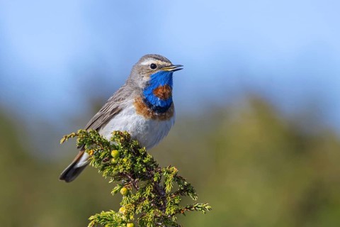 Red-spotted bluethroat (Luscinia svecica svecica) male singing from shrub on the tundra in spring,