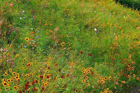 Meadow with wild growing different flowers, garden in South England, coastal region, England, GB