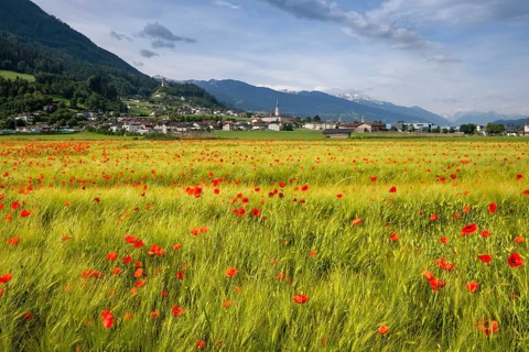 Cereal field with corn poppy (Papaver rhoeas), behind it the town of Schwaz, Schwazer Felder,
