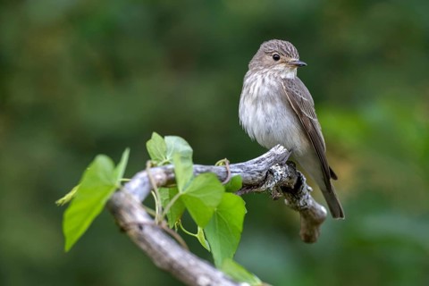 Grey flycatcher (Muscicapa striata), sitting on a branch, Limbach, Burgenland, Austria