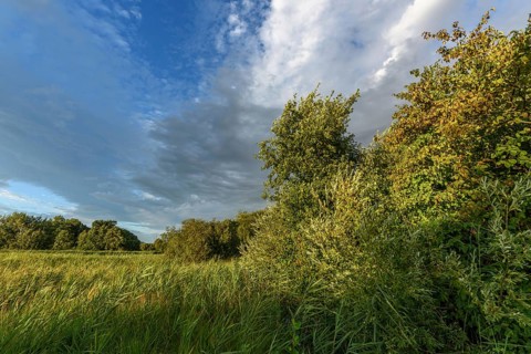 A vibrant landscape with dense green shrubs and trees surrounded by tall grass. The sky is partly