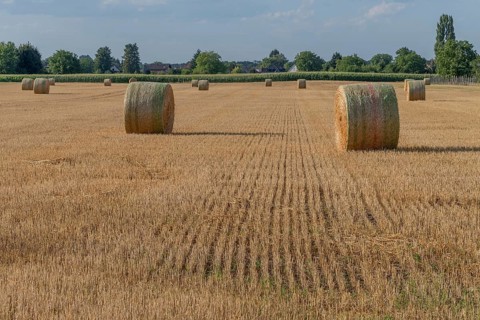 Large round barns are scattered across a golden field, framed by vibrant green trees under a partly