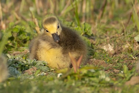Canada goose (Branta canadensis) juvenile baby gosling bird resting on grassland, England, United