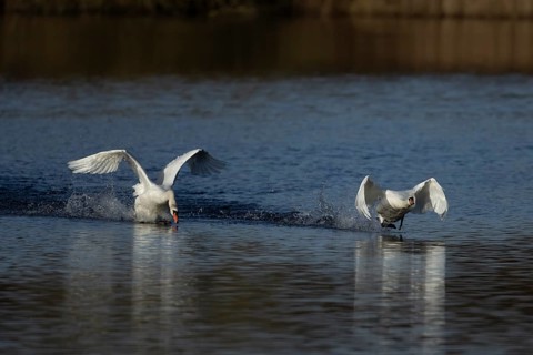 Mute swan (Cygnus olor) two adult birds running on water on a lake one bird being chased by