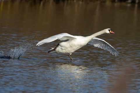 Mute swan (Cygnus olor) adult bird running on water on a lake, England, United Kingdom