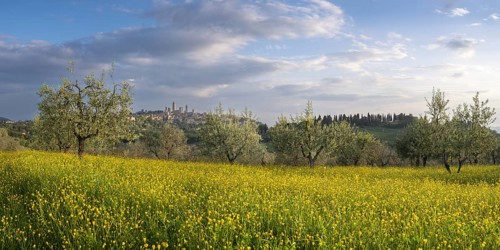 Yellow flowering broom, spring meadow with olive trees, behind San Gimignano, Tuscany, Italy