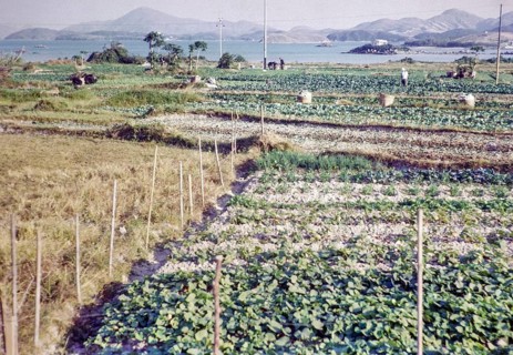 Market gardening farmland, Pak Choy, Sai Kung, New Territories, Hong Kong, Asia 1965