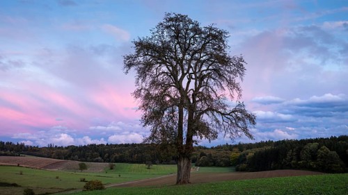 Single pear tree in front of evening sky with coloured clouds. Small Odenwald, Baden-Württemberg,
