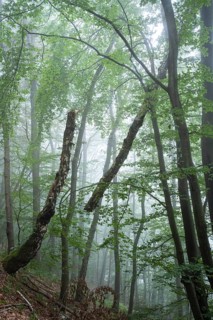 Forest, foggy weather. Broken tree. Small Odenwald, Rhine-Neckar district, Baden-Württemberg,