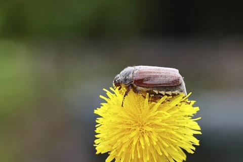 Cockchafer, field cockchafer (Melolontha melolontha), female on a dandelion (Taraxacum) flower,