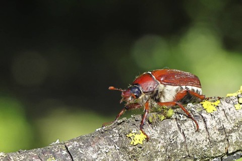 May beetle, wood cockchafer (Melolontha hippocastani), female, on a branch covered with lichen,