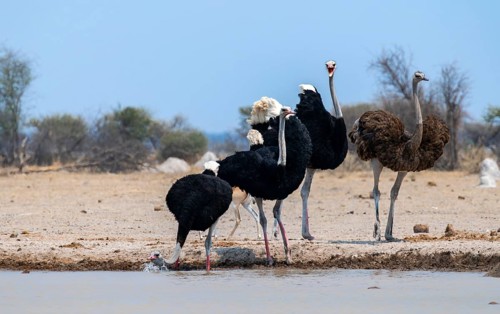 Common ostrich (Struthio camelus), adult female and three males, drinking at a waterhole, Nxai Pan