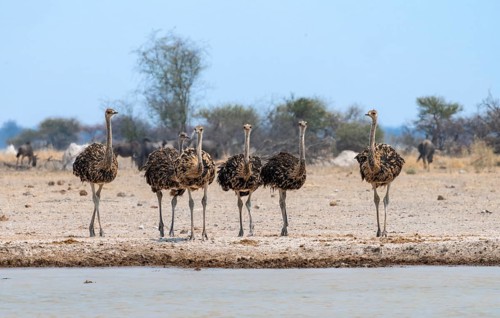 Common ostrich (Struthio camelus), six juveniles, group at waterhole, Nxai Pan National Park,