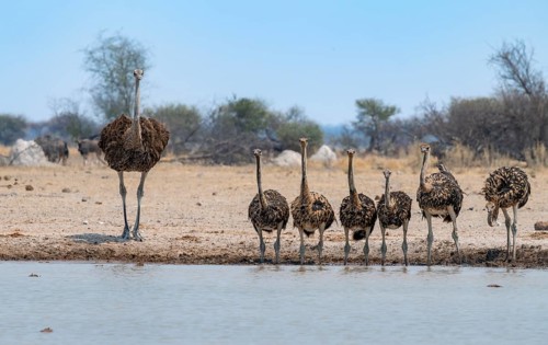 Common ostrich (Struthio camelus), mother and six juveniles, animal family, group drinking at