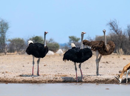 Common ostrich (Struthio camelus), adult female and two males, at the waterhole, Nxai Pan National