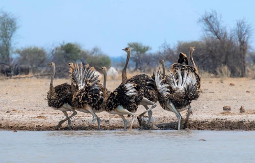 Common ostrich (Struthio camelus), six juveniles, with upturned wings, startled, at waterhole, Nxai