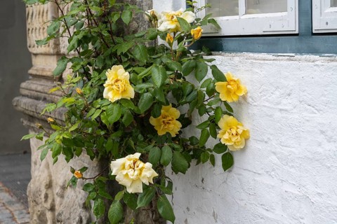 Climbing yellow roses on a house facade, Old Town, Husum, North Frisia, Schleswig-Holstein, Germany