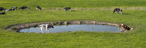 Cows grazing at a watering hole, Dockkoog, Husum, North Frisia, Schleswig-Holstein, Germany