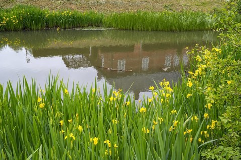 Husum Castle, castle in front of Husum, reflection, moat, marsh iris (Iris pseudacorus) on the
