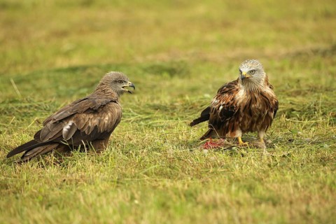 Red kite (Milvus milvus) adult bird at dead young fox (Vulpes vulpes) on freshly mown meadow,