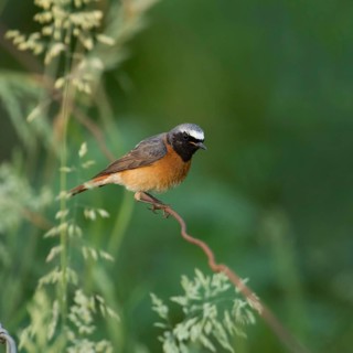 Colourful common redstart (Phoenicurus phoenicurus), adult male in breeding plumage, summer