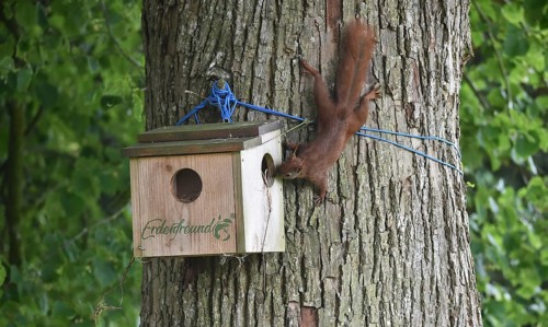 Squirrels, (Sciurus) at the house, cave