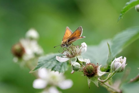 Essex skipper (Thymelicus lineola), brown, flower, nectar