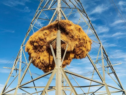 Huge nest of Sociable Weavers (Philetairus socius) built in an elecricity pylon. Low angle aerial