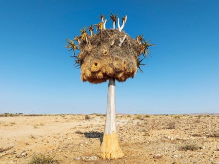Quiver Tree (Aloidendron dichotomum) with huge nest of Sociable Weavers (Philetairus socius). Low