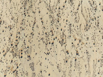 Arid desert plain and dried-up riverbeds with sparse vegetation. Aerial view. Drone shot. Namibia