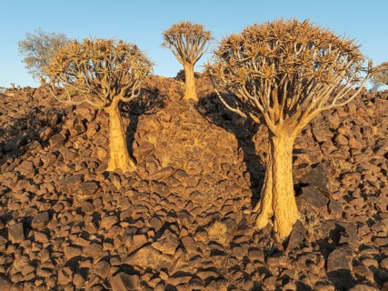 Quiver Tree (Aloidendron dichotomum). Low angle aerial view. Drone shot. Southern Namibia