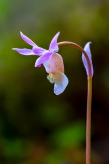 Calypso orchid, fairy slipper, Venus's slipper (Calypso bulbosa, Cypripedium bulbosum) in flower in