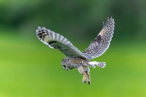 Long-eared owl (Asio otus) in flight over grassland at forest edge, hunting for rodents like mice