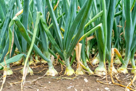 Agriculture, field with onions, shortly in front of harvest, near Nettetal, on the Lower Rhine,