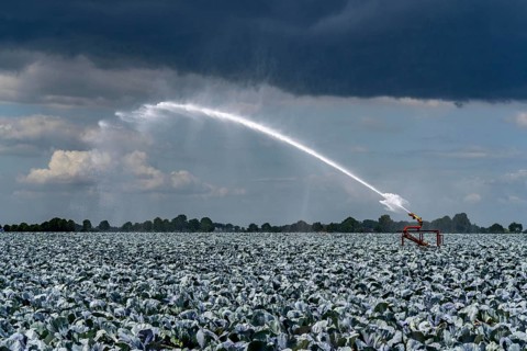 Agriculture, artificial irrigation of a field, irrigation system, cabbage cultivation, red cabbage,