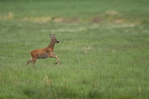 Roebuck (Capreolus capreolus) jumping, Mecklenburg-Western Pomerania, Müritz region, Germany