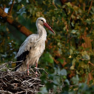 High up in the poplars... White stork (Ciconia ciconia) on its nest in a tree, young adult bird