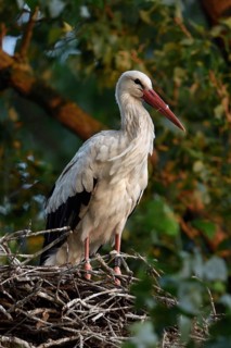 High up in the poplars... White stork (Ciconia ciconia) on its nest in a tree, young adult bird