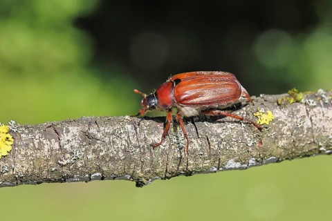 May beetle, wood cockchafer (Melolontha hippocastani), female, on a branch covered with lichen,