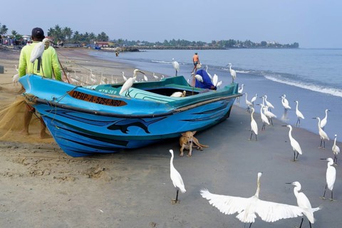 Fishermen cleaning their fishnets surrounded by little egrets on the beach, Negombo, Sri Lanka